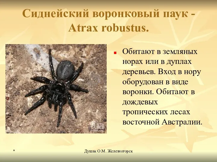 * Душак О.М. Железногорск Сиднейский воронковый паук - Atrax robustus. Обитают в