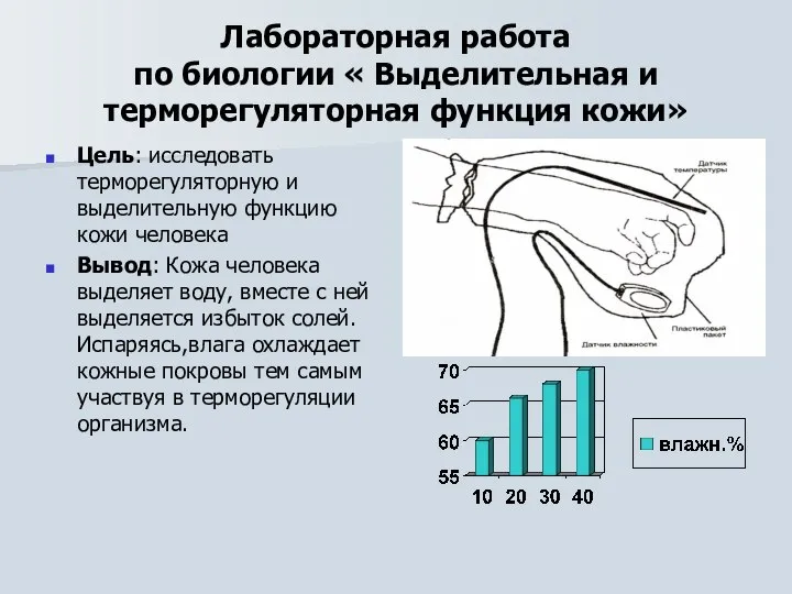 Лабораторная работа по биологии « Выделительная и терморегуляторная функция кожи» Цель: исследовать