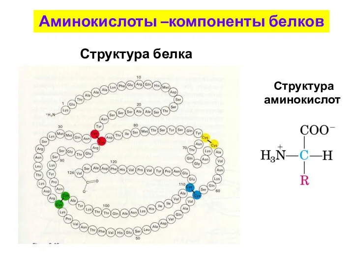 Аминокислоты –компоненты белков Структура белка Структура аминокислот