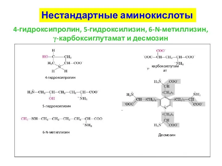 Нестандартные аминокислоты 4-гидроксипролин, 5-гидроксилизин, 6-N-метиллизин, γ-карбоксиглутамат и десмозин 4-гидроксипролин карбоксиглутамат 5-гидроксилизин 6-N-метиллизин Десмозин