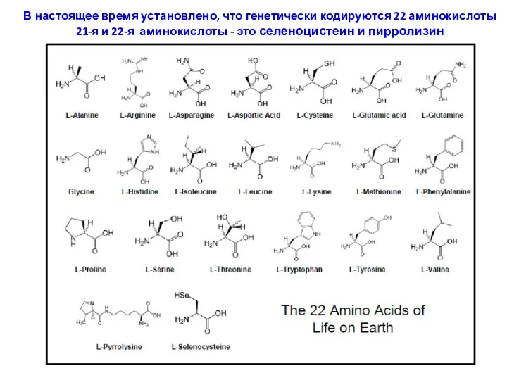В настоящее время установлено, что генетически кодируются 22 аминокислоты 21-я и 22-я