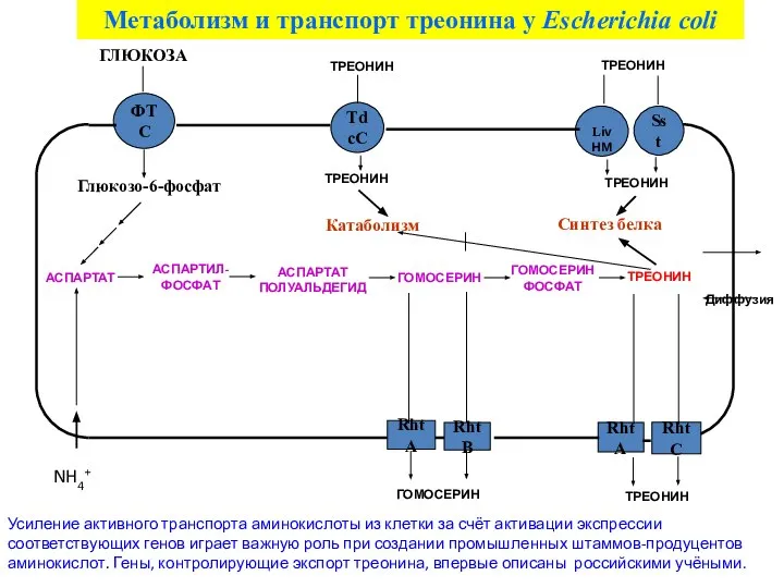 Диффузия Метаболизм и транспорт треонина у Escherichia coli ТРЕОНИН Усиление активного транспорта