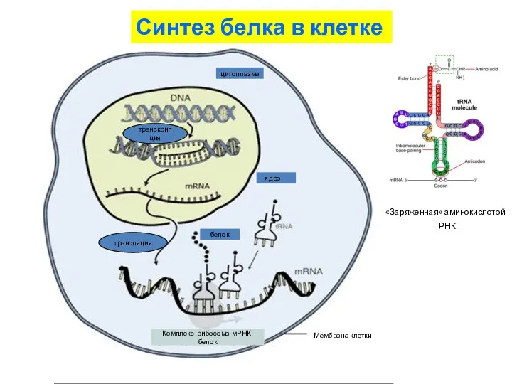 Синтез белка в клетке белок Мембрана клетки трансляция транскрипция Комплекс рибосома-мРНК- белок