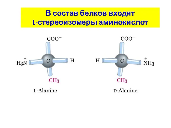 В состав белков входят L-стереоизомеры аминокислот