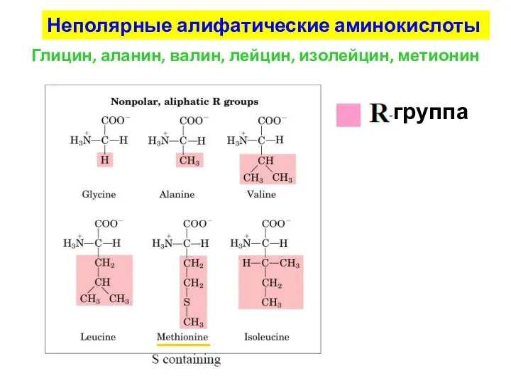 -группа Неполярные алифатические аминокислоты Глицин, аланин, валин, лейцин, изолейцин, метионин