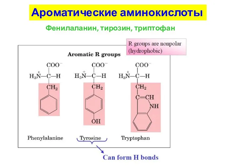 Ароматические аминокислоты Фенилаланин, тирозин, триптофан
