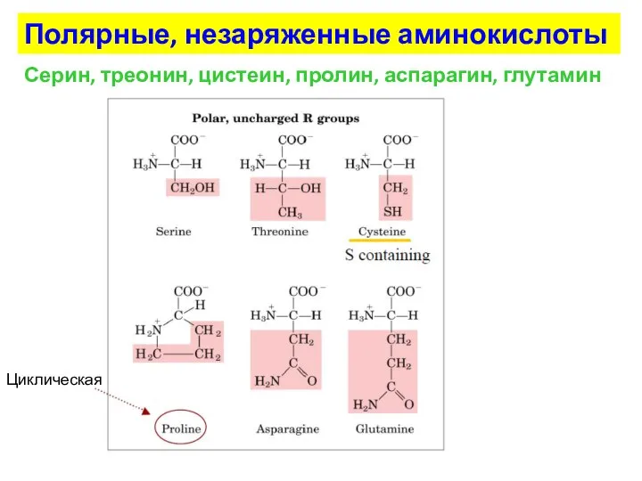 Циклическая Полярные, незаряженные аминокислоты Серин, треонин, цистеин, пролин, аспарагин, глутамин