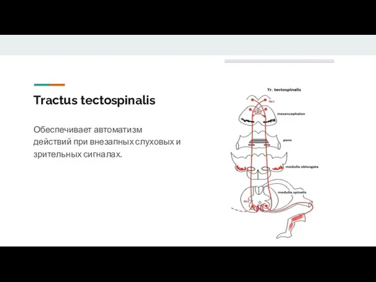 Tractus tectospinalis Обеспечивает автоматизм действий при внезапных слуховых и зрительных сигналах.
