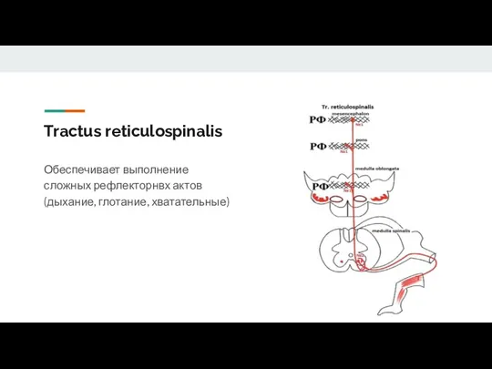 Tractus reticulospinalis Обеспечивает выполнение сложных рефлекторнвх актов (дыхание, глотание, хватательные)