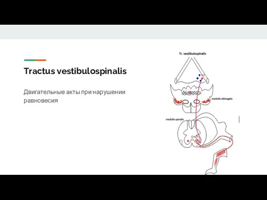Tractus vestibulospinalis Двигательные акты при нарушении равновесия
