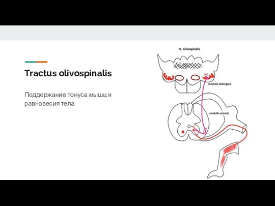 Tractus olivospinalis Поддержание тонуса мышц и равновесия тела
