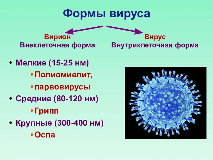 Формы вируса Вирион Внеклеточная форма Вирус Внутриклеточная форма Мелкие (15-25 нм) Полиомиелит,