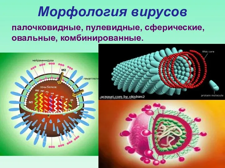 Морфология вирусов палочковидные, пулевидные, сферические, овальные, комбинированные.