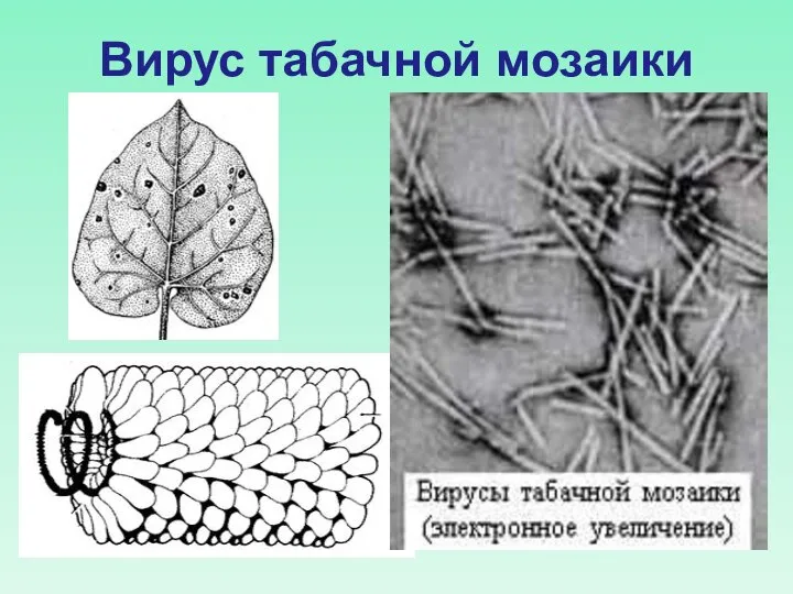 Вирус табачной мозаики