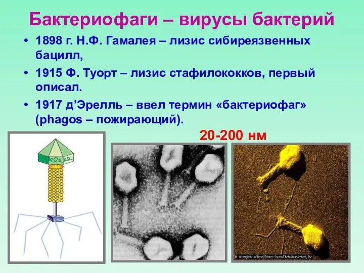 Бактериофаги – вирусы бактерий 1898 г. Н.Ф. Гамалея – лизис сибиреязвенных бацилл,