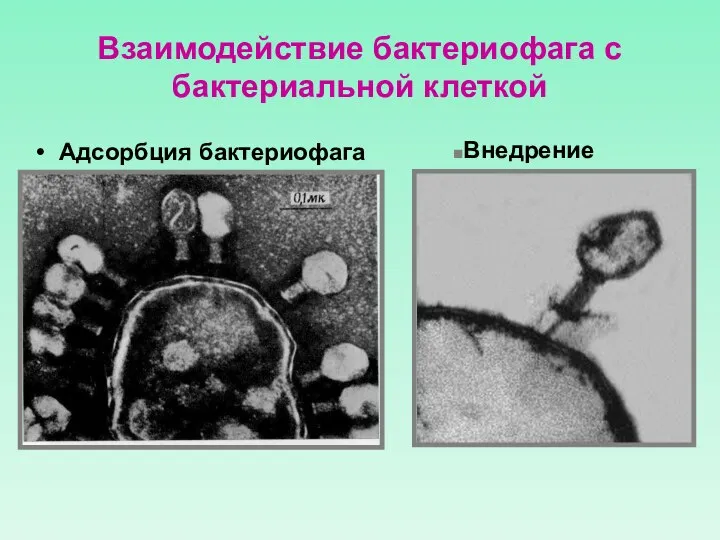 Взаимодействие бактериофага с бактериальной клеткой Адсорбция бактериофага Внедрение