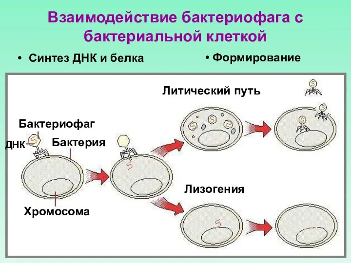 Взаимодействие бактериофага с бактериальной клеткой Синтез ДНК и белка Лизогения Литический путь