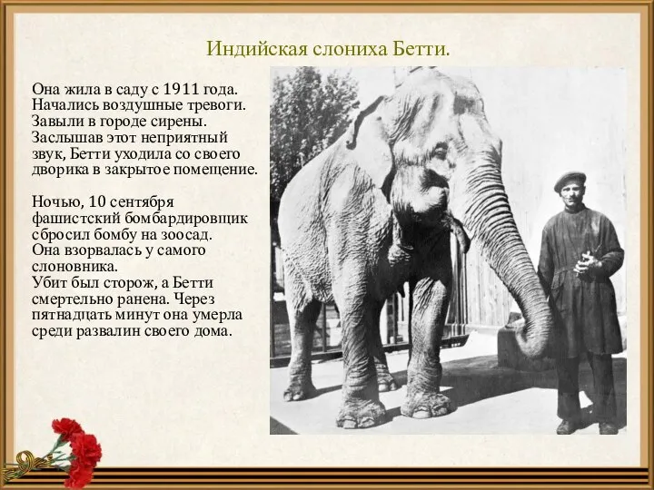 Индийская слониха Бетти. Она жила в саду с 1911 года. Начались воздушные