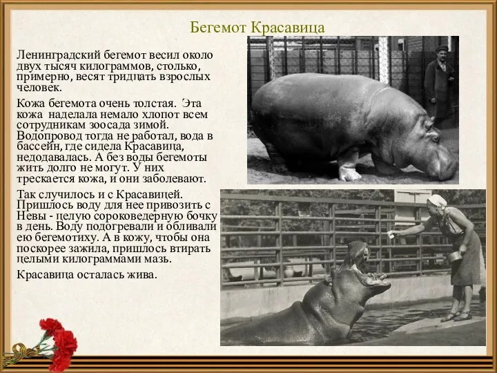 Бегемот Красавица Ленинградский бегемот весил около двух тысяч килограммов, столько, примерно, весят