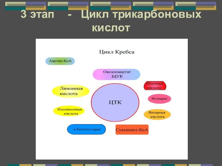 3 этап - Цикл трикарбоновых кислот