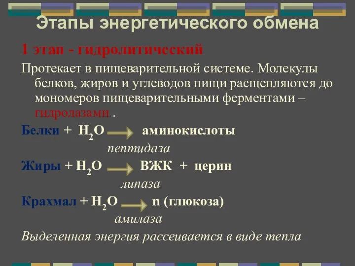 Этапы энергетического обмена 1 этап - гидролитический Протекает в пищеварительной системе. Молекулы