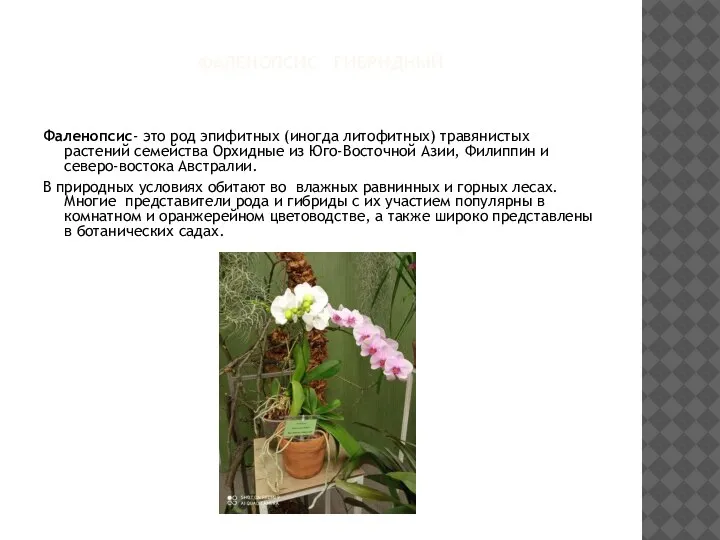 ФАЛЕНОПСИС ГИБРИДНЫЙ Фаленопсис- это род эпифитных (иногда литофитных) травянистых растений семейства Орхидные
