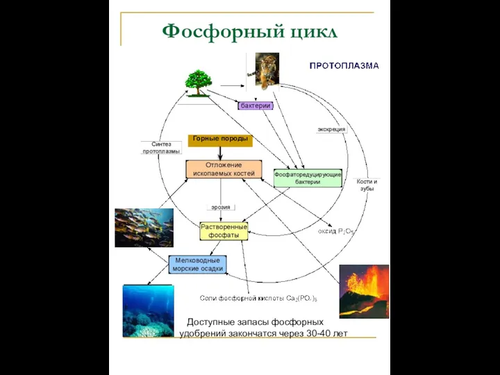 Фосфорный цикл Горные породы Доступные запасы фосфорных удобрений закончатся через 30-40 лет