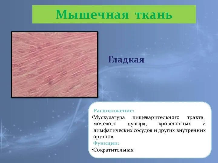 Гладкая Расположение: Мускулатура пищеварительного тракта, мочевого пузыря, кровеносных и лимфатических сосудов и