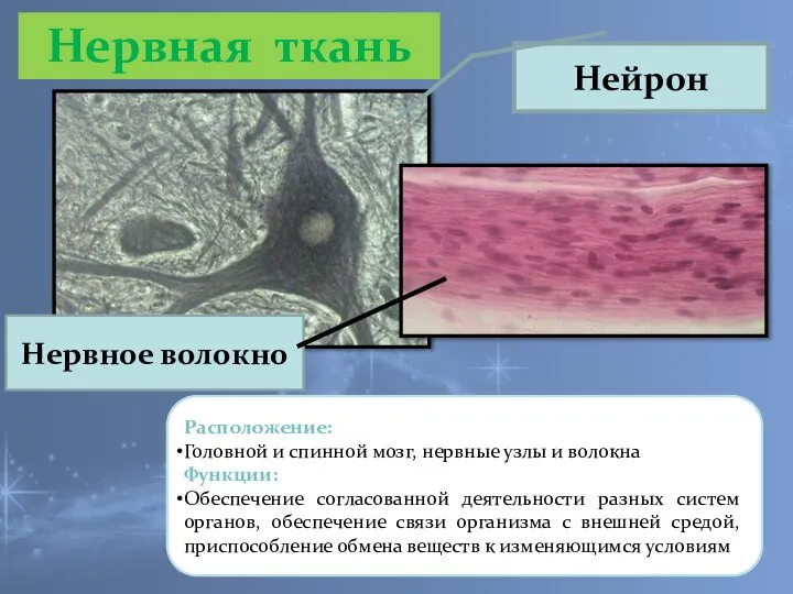 Расположение: Головной и спинной мозг, нервные узлы и волокна Функции: Обеспечение согласованной