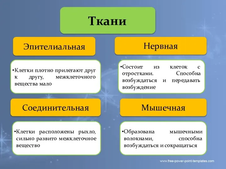 Ткани Эпителиальная Нервная Клетки плотно прилегают друг к другу, межклеточного вещества мало