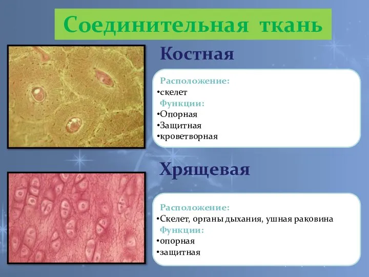 Костная Хрящевая Расположение: скелет Функции: Опорная Защитная кроветворная Расположение: Скелет, органы дыхания,