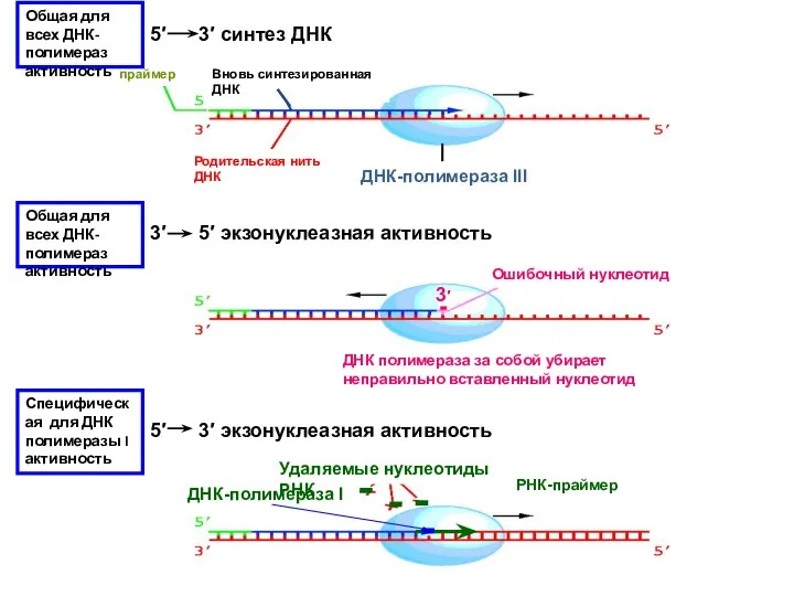 5′ 3′ синтез ДНК праймер Вновь синтезированная ДНК Родительская нить ДНК ДНК-полимераза