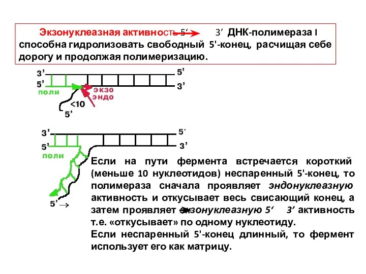 Экзонуклеазная активность 5‘ 3’ ДНК-полимераза I способна гидролизовать свободный 5'-конец, расчищая себе дорогу и продолжая полимеризацию.