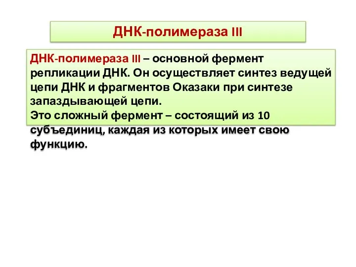 ДНК-полимераза III – основной фермент репликации ДНК. Он осуществляет синтез ведущей цепи