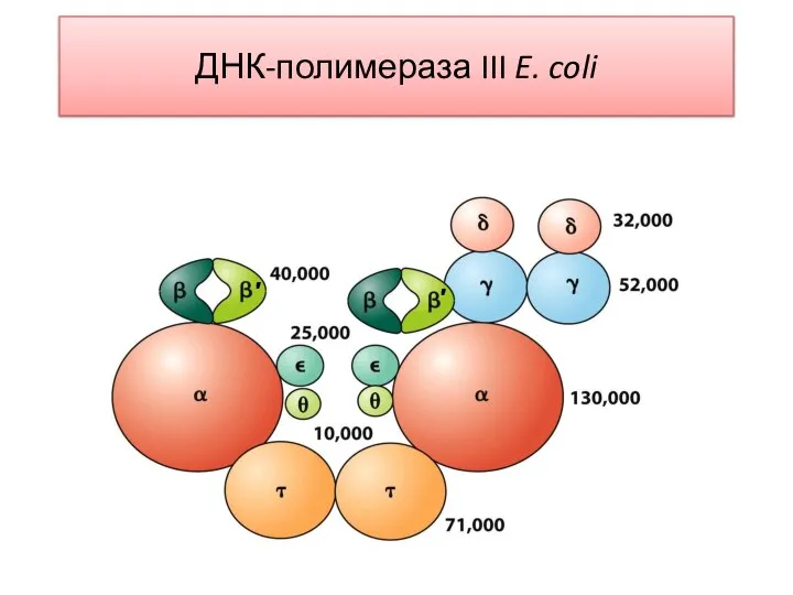 ДНК-полимераза III E. coli ′ ′