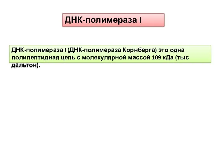 ДНК-полимераза I (ДНК-полимераза Корнберга) это одна полипептидная цепь с молекулярной массой 109