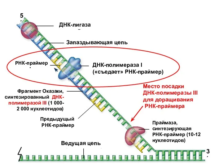 5´ 3´ Primase RNA primer Okazaki fragment made by DNA polymerase III