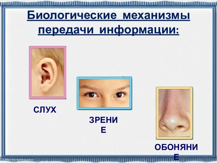 Биологические механизмы передачи информации: СЛУХ ОБОНЯНИЕ ЗРЕНИЕ