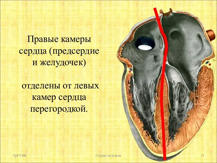 Правые камеры сердца (предсердие и желудочек) отделены от левых камер сердца перегородкой. УрГУФК Сердце человека