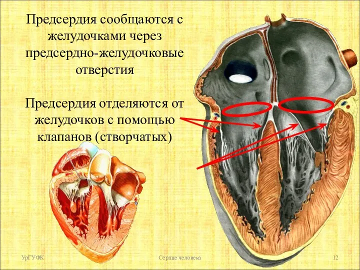 Предсердия сообщаются с желудочками через предсердно-желудочковые отверстия Предсердия отделяются от желудочков с