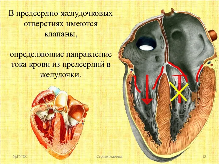 В предсердно-желудочковых отверстиях имеются клапаны, определяющие направление тока крови из предсердий в желудочки. УрГУФК Сердце человека