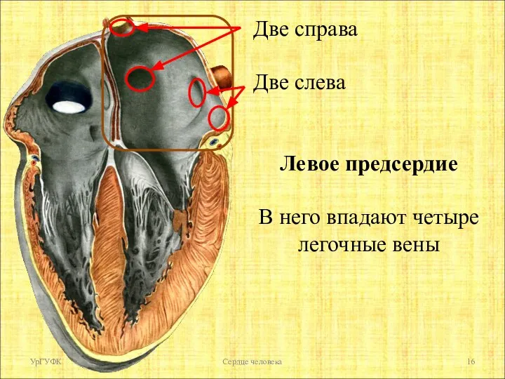 УрГУФК Сердце человека Две справа Две слева Левое предсердие В него впадают четыре легочные вены
