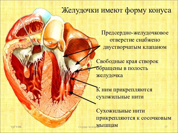 УрГУФК Сердце человека Желудочки имеют форму конуса Предсердно-желудочковое отверстие снабжено двустворчатым клапаном