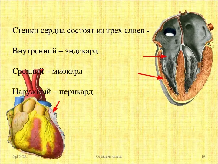 УрГУФК Сердце человека Стенки сердца состоят из трех слоев - Внутренний –