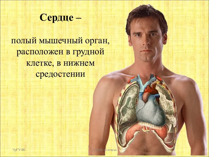 Сердце – полый мышечный орган, расположен в грудной клетке, в нижнем средостении УрГУФК Сердце человека