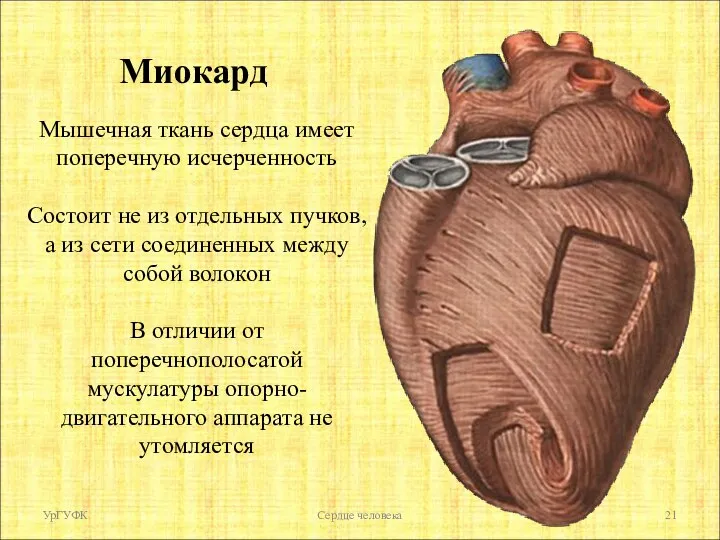 УрГУФК Сердце человека Мышечная ткань сердца имеет поперечную исчерченность Состоит не из