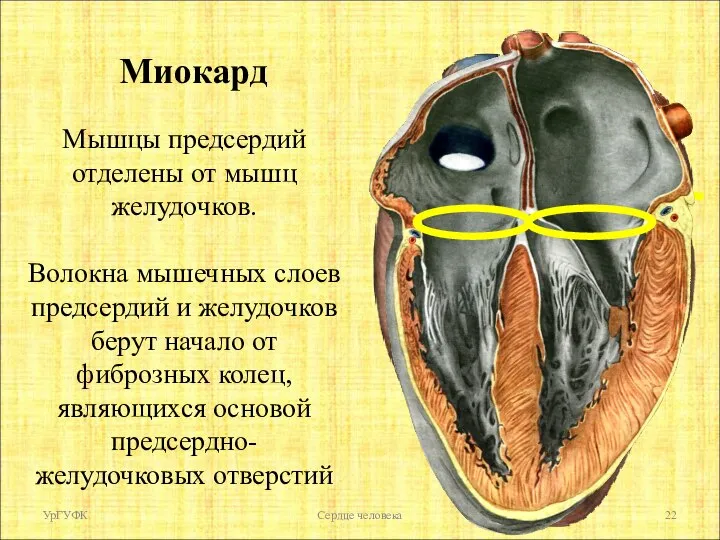 Мышцы предсердий отделены от мышц желудочков. Волокна мышечных слоев предсердий и желудочков