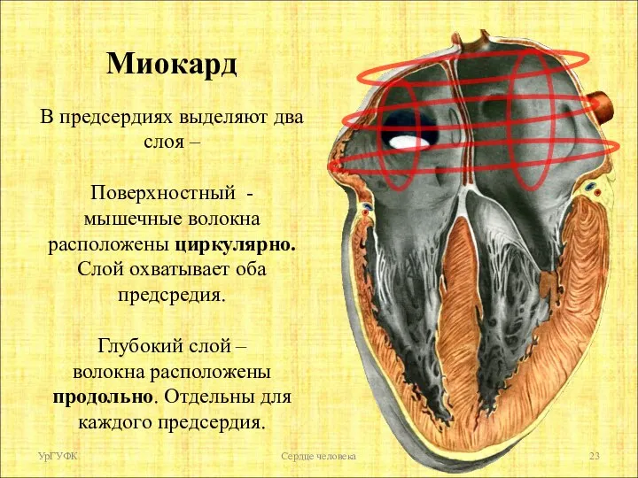 УрГУФК Сердце человека Миокард В предсердиях выделяют два слоя – Поверхностный -