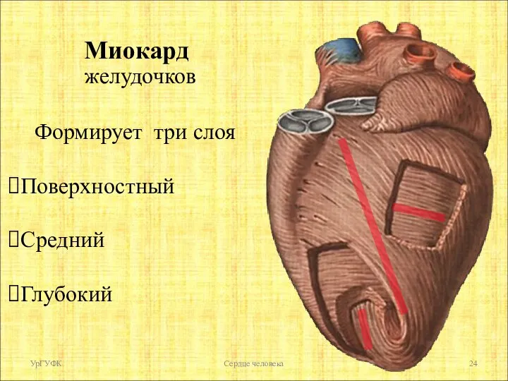 УрГУФК Сердце человека Миокард Формирует три слоя Поверхностный Средний Глубокий желудочков