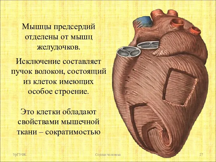 Мышцы предсердий отделены от мышц желудочков. Исключение составляет пучок волокон, состоящий из